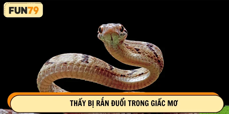 Thấy bị loài bò sát này đuổi và chạy trốn